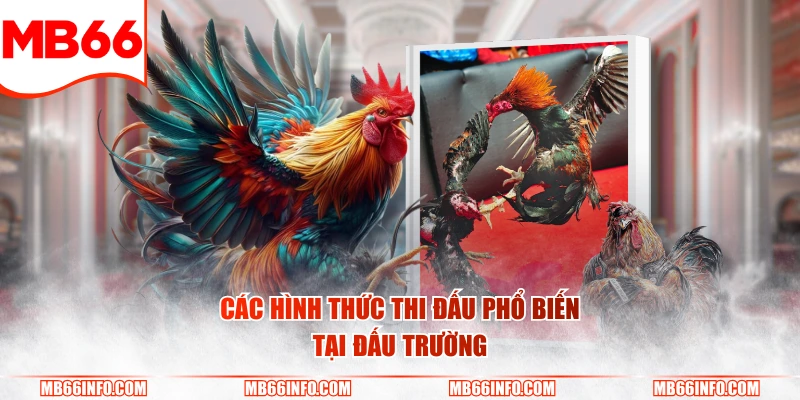 Các hình thức thi đấu phổ biến tại đấu trường