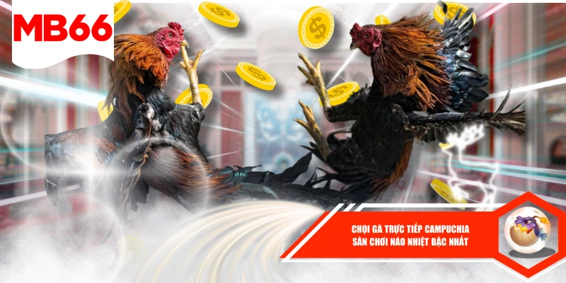 Chọi Gà Trực Tiếp Campuchia - Sân Chơi Náo Nhiệt Bậc Nhất
