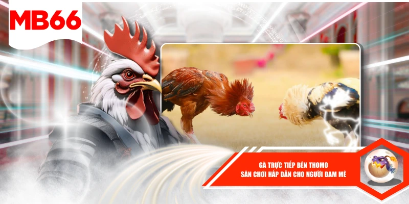 Gà Trực Tiếp Bên Thomo - Sân Chơi Hấp Dẫn Cho Người Đam Mê