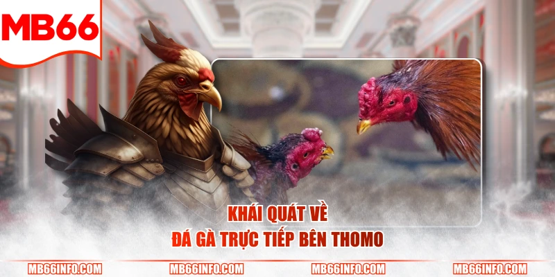 Khái quát về đá gà trực tiếp bên Thomo