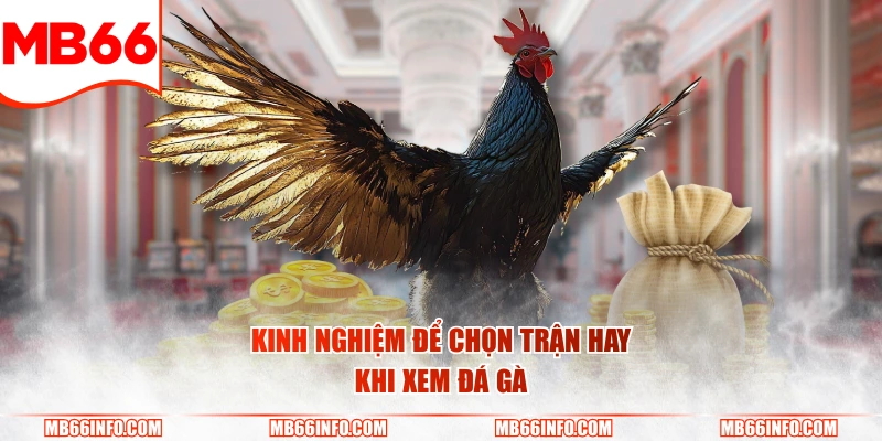 Kinh nghiệm để chọn trận hay khi xem đá gà
