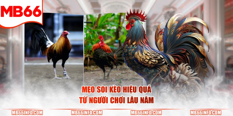 Mẹo soi kèo hiệu quả từ người chơi lâu năm