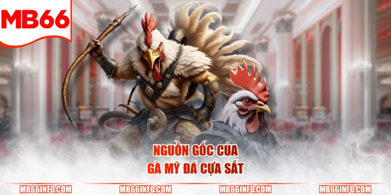 Nguồn gốc của gà Mỹ đá cựa sắt
