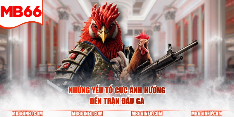 Những yếu tố cực ảnh hưởng đến trận đấu gà