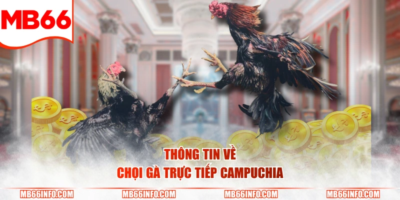 Thông tin về chọi gà trực tiếp Campuchia